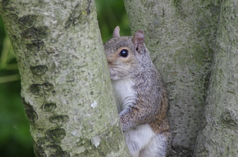 tree trunk, one animal, plant, nature, wildlife, mutual watch, focus on foreground, 4K, whisker, cute, animal, tree, squirrel, rodent, no people, animal wildlife