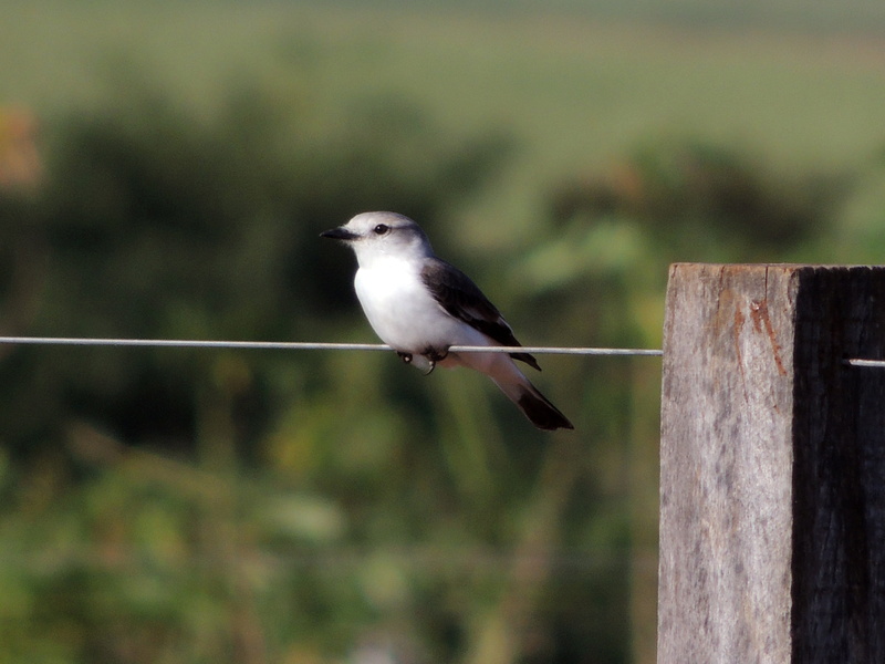 animal themes, boundary, full length, tropical birds, wooden post, environment, barrier, no people, wood - material, nature, animal wildlife, encyclopedia