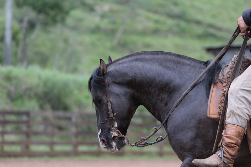 land, knight, herbivorous, domestic animals, gray, domestic, denim pants, vertebrate, black horse, animal body part, great, focus on foreground, animal head