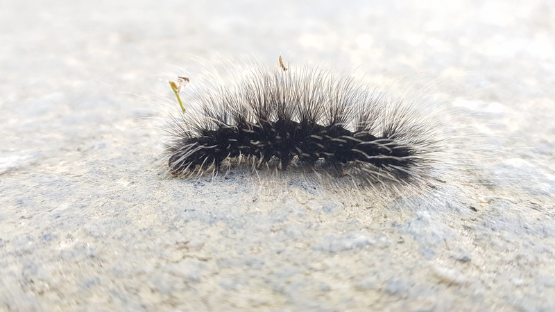 spiked, invertebrate, zoology, close-up, land, one animal, 4K, caterpillar, marine, spiky, insect, selective focus, no people, outdoors, animal themes