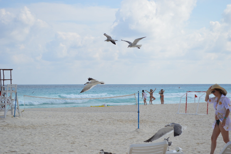animals in the wild, birdie, sky, beauty in nature, animal themes, land, sea, 4K, seagull, flying, horizon over water, fly, vertebrate, animal, group of animals