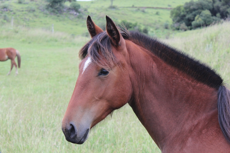 knight, plant, outdoors, animal wildlife, herbivorous, animal head, stallion, land, pasture, vertebrate, 2K, no people, mare, horse, farm, mane, field