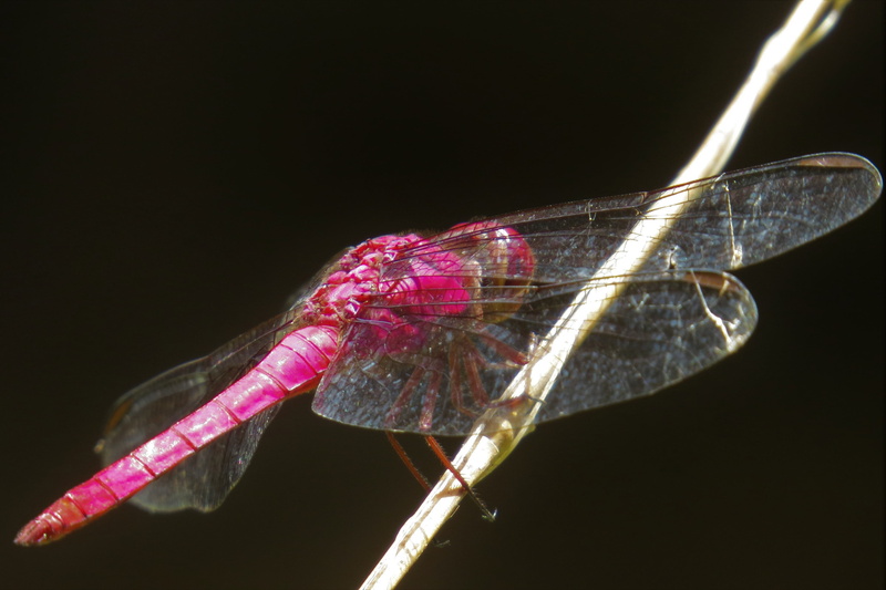 encyclopedia, black background, dragonfly, wings, leaf, wildlife, macro, insect, beauty in nature, plant part, plant, one animal, nature, studio shot, vulnerability