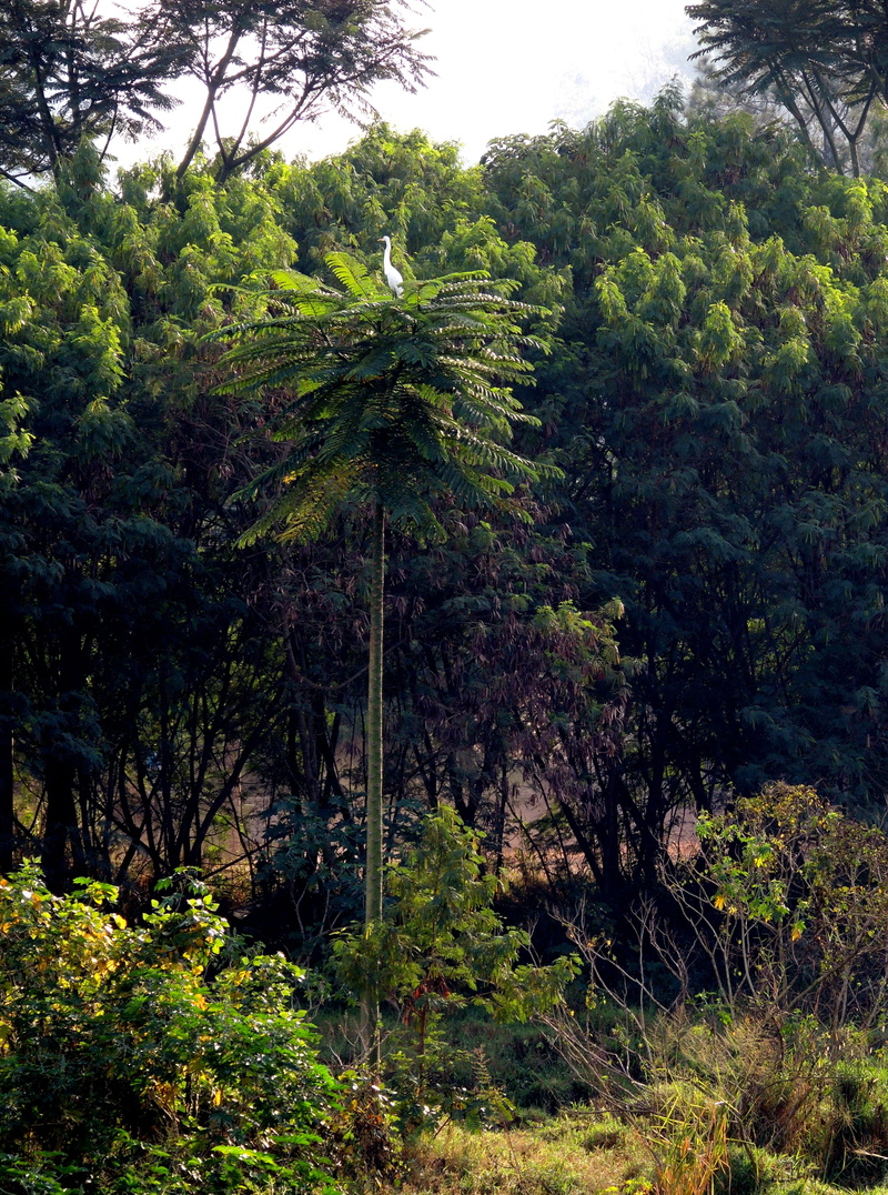 no people, idyllic, forest, heron, sky, green color, nature, environment, non-urban scene, lush foliage, tree, land, day, bird, scenics - nature, 4K, tranquil scene