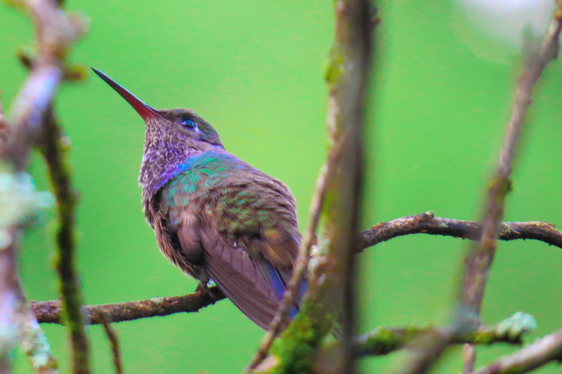 nature, outdoors, animals in the wild, animal themes, no people, Animal, plant, day, hummingbird, beauty in nature, animal wildlife, one animal, selective focus