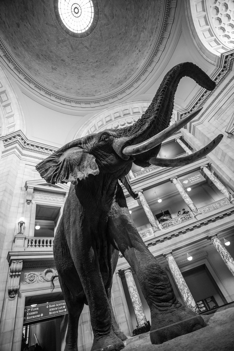 mammal, tusk, craft, representation, large, creativity, ear, one animal, washington dc, black and white, trunk, built structure, animal themes, history