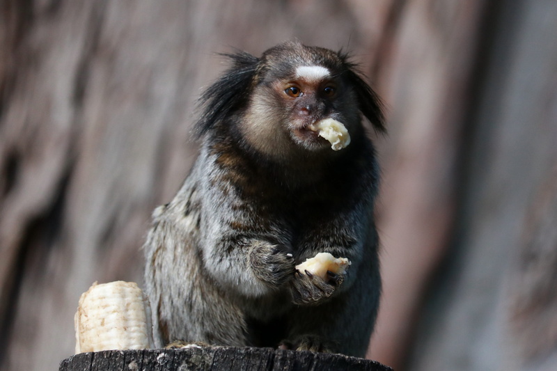 brasilia, tree, hungry, black, mouth open, food and drink, portrait, encyclopedia, eating, primate, day, monkey, animals in the wild, one animal, banana