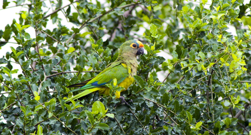 parrot, animals in the wild, no people, leaf, day, growth, encyclopedia, green color, tree, plant, animal themes, branch, animal wildlife, beauty in nature