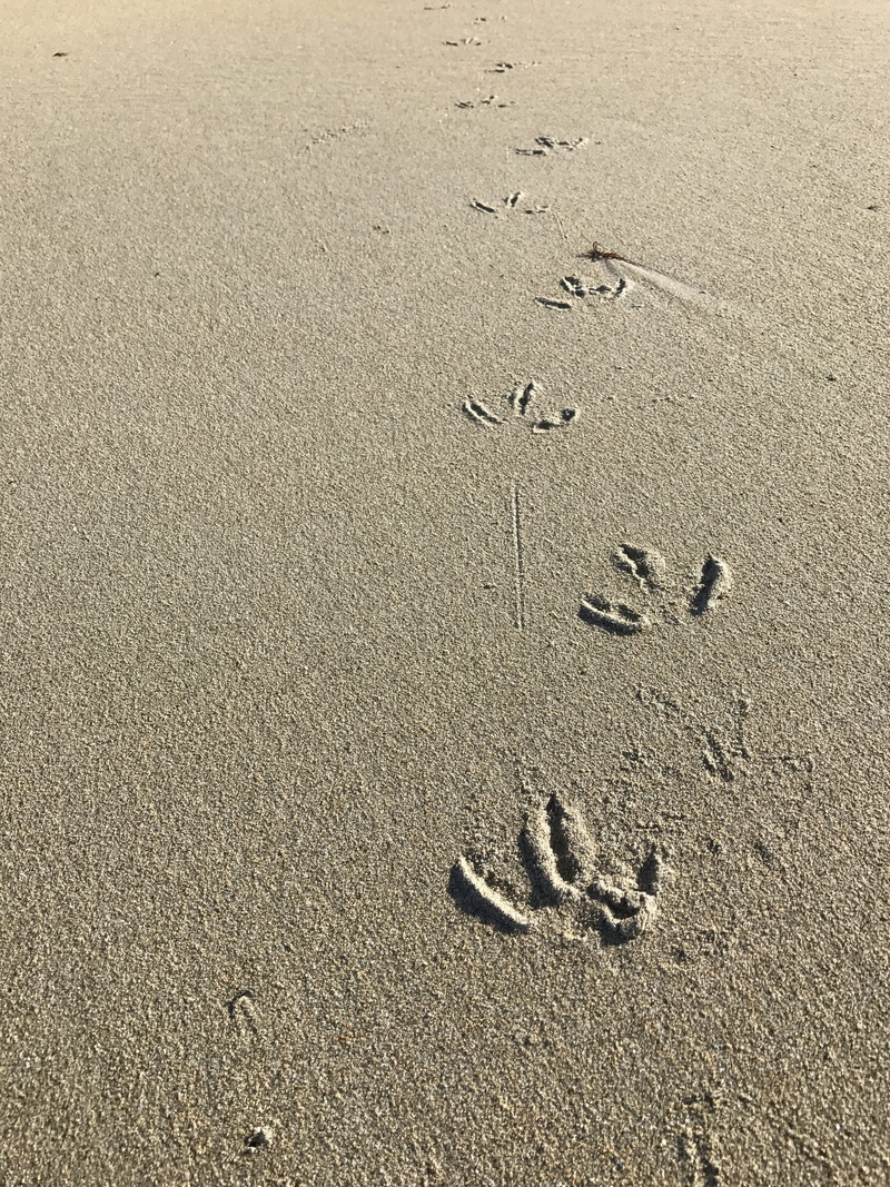 animal themes, summer, animal track, nature, holiday, backgrounds, high angle view, outdoors, beach, track - imprint, paw, texture, paw print, footprint