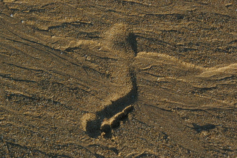 no people, textured, representation, animal representation, borrows, animal, day, track - Imprint, beach, high angle view, animal themes, pattern, land