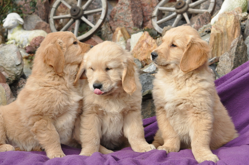dog, golden, retriever, young animal, relaxation, puppy, sitting, young broke, 4K, small, animal, domestic animals, pets, vertebrate, golden retriever