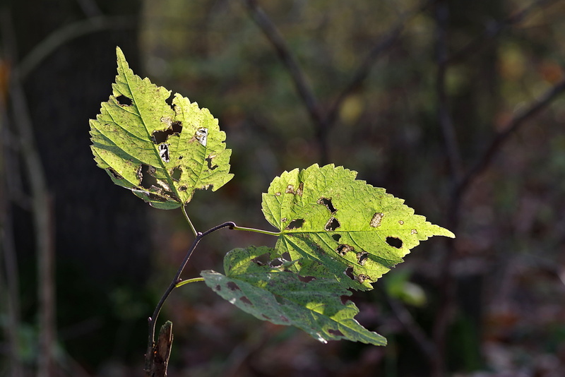 fragility, leaf vein, plant, autumn, outdoors, leaves, translucent, vulnerability, green color, foliage, beauty in nature, branch, 5K, withered leaves