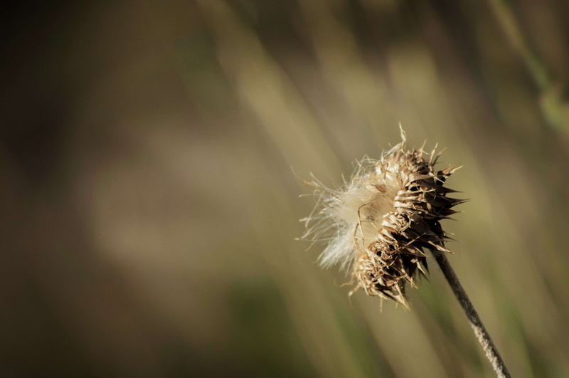 freshness, softness, gold, focus on foreground, tranquility, selective focus, fall vibes, old, background, fragility, fall flowers, flower, indian summer