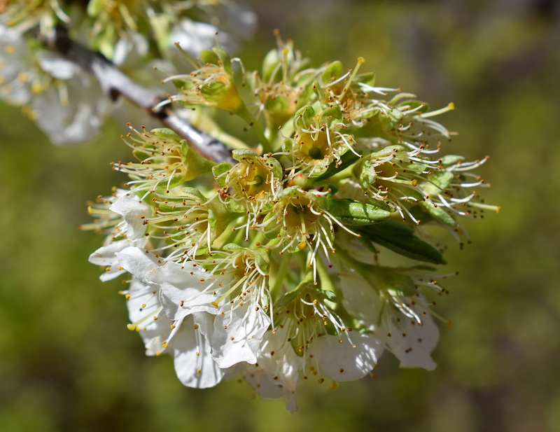 growth, fragility, petal, springtime, cherry tree, tree, flower, branch, 2K, fruit, nature, flower head, vulnerability, no people, new cherry leaves, bloom