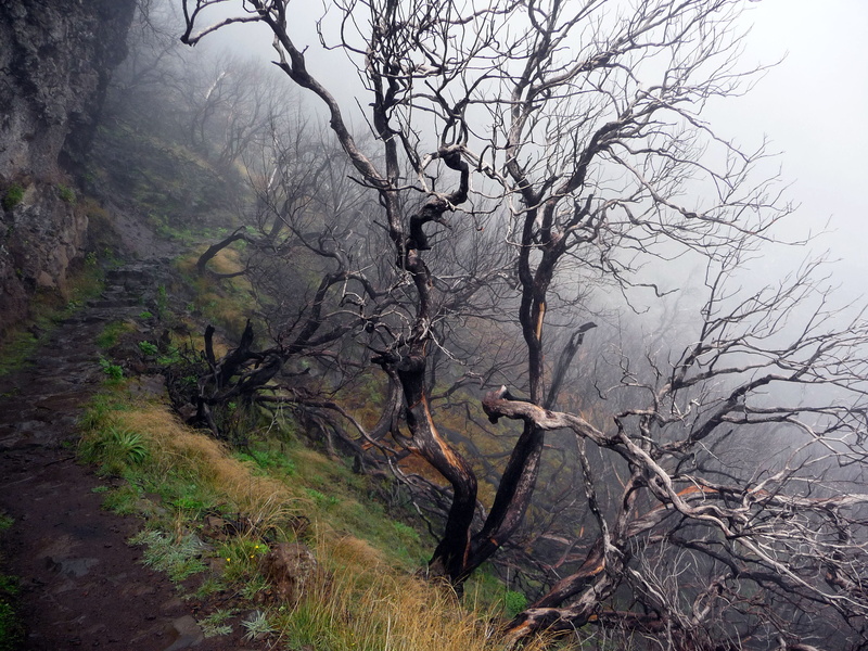 spent forest, isolated, trail, outdoors, landscape, scenics - nature, land, plant, day, bare tree, Dead Tree, no people, Forest, trunk, dead trees, fog