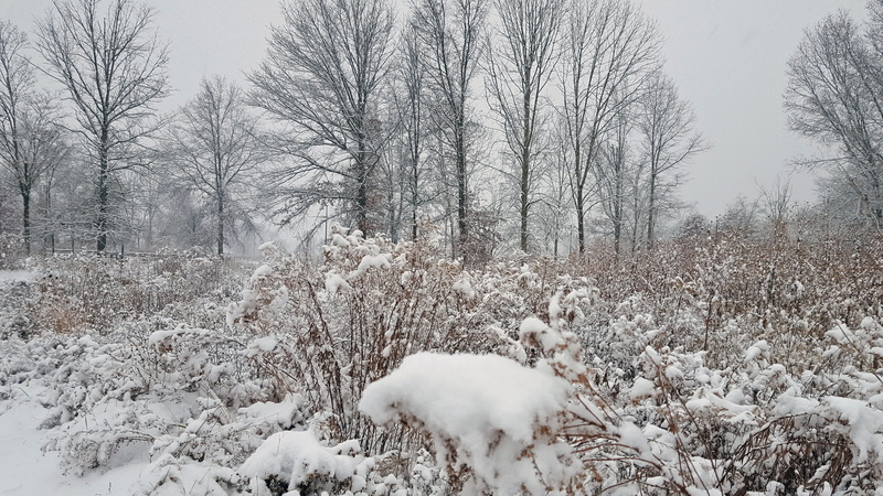 frozen, cold, land, sky, blizzard, environment, scenics - nature, no people, spent, beauty in nature, cosmos plant, tranquility, white color, tree, field