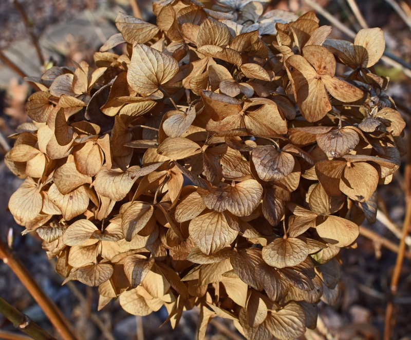 beauty in nature, freshness, high angle view, 4K, hydrangea blossom, large group of objects, shrub, abundance, brown, blossom, united states, no people