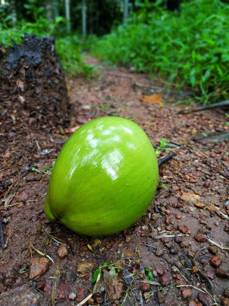 apple, food and drink, wet coconut, outdoors, healthy eating, field, tender coconut, kerala, green coconut, close-up, nature, day, growth, coconut, plant