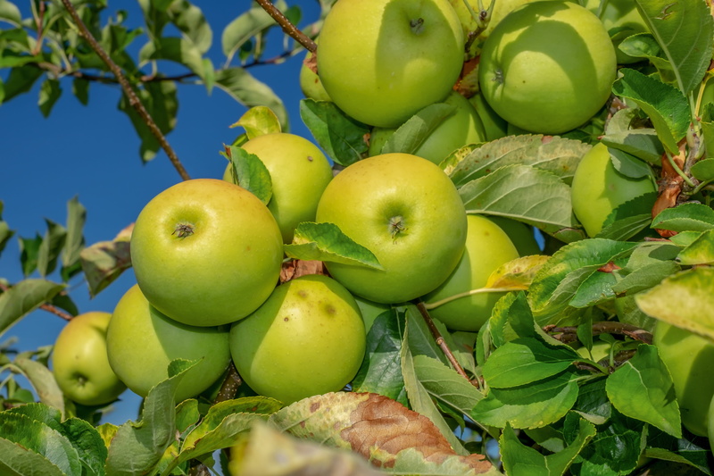 green, plant part, nature, granny smith apple, eat, apple orchard, day, healthy, food, green color, freshness, apple, growth, food and drink, wellbeing