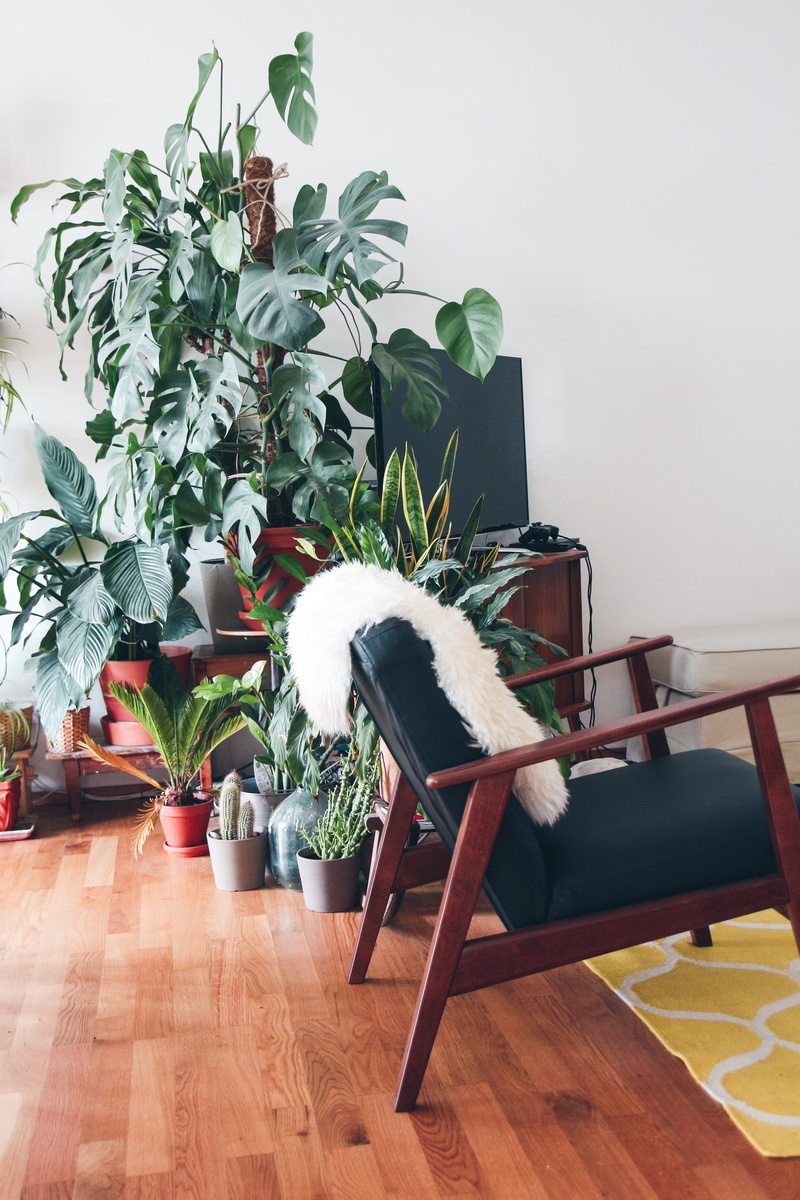 danish, beside, green thumb, interior, plant part, wooden, lot, fabric, armchair, potted plant, greenery, indoors, monstera, base, living room, flower pot