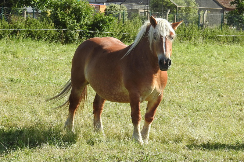 outdoors, farm, no people, animal themes, foal, ranch, standing, one animal, brown, wildlife photography, field, animal wildlife, stallion, horse, Meadow