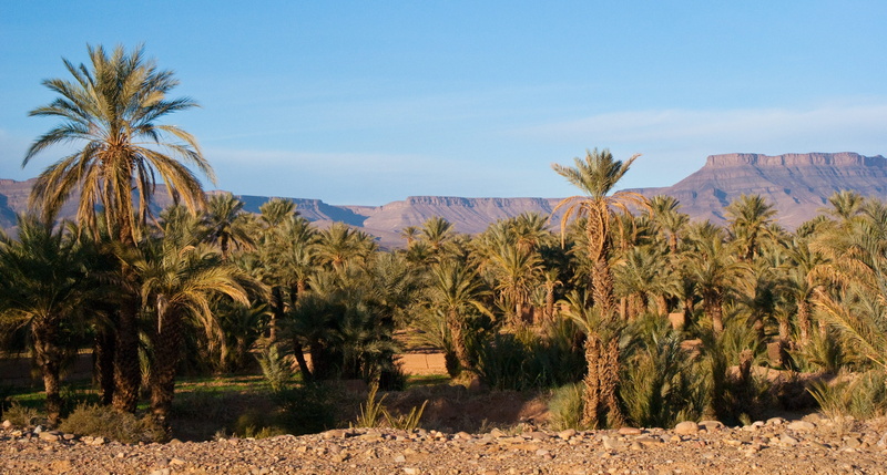 arid climate, tranquil scene, blue, 4K, environment, sky, forest, palm tree, plantation, landscape, climate, scenics - nature, beauty in nature, marroc