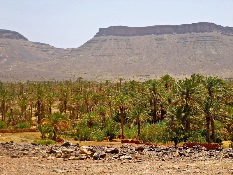 environment, palm grove, marroc, day, palm tree, non-urban scene, mountain, desert, landscape, rock, 4K, outdoors, tree, climate, plant, tranquility, solid
