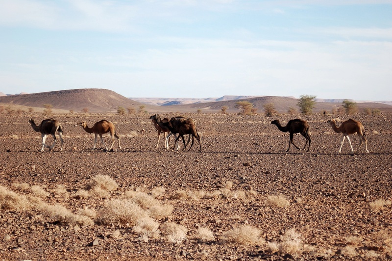 animal, sand, landscape, marroc, mammal, livestock, outdoors, scenics - nature, environment, day, animal themes, animal wildlife, sky, climate, herd, semi-arid