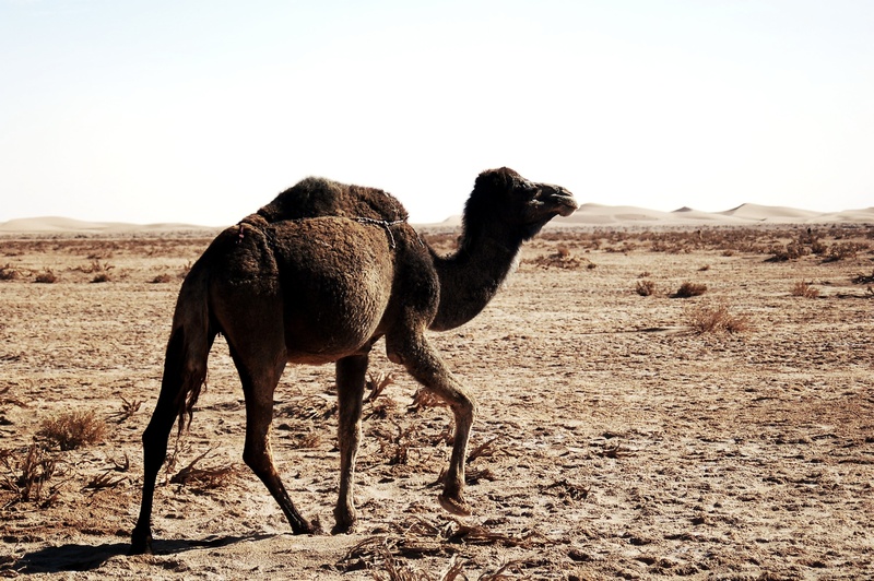 sky, mammal, domestic animals, pets, heat, land, camel, landscape, desert, soledad, clear sky, sand, marroc, vertebrate, one animal, temperature, screen saver