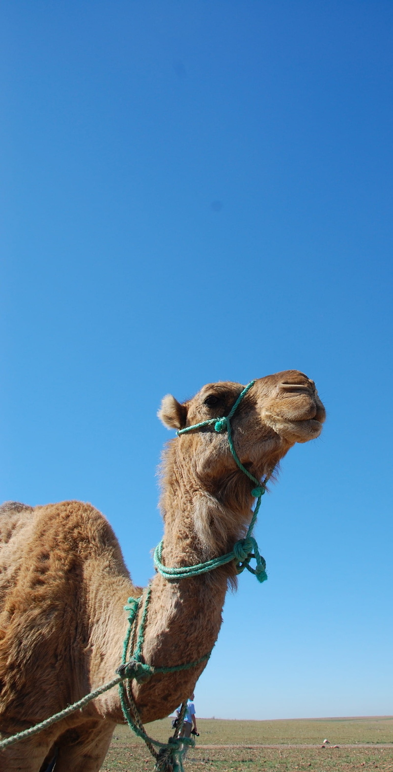 copy space, climate, animal head, arid climate, sand, no people, pets, land, 2K, one animal, vertebrate, animal neck, bridle, animals, mammal, Morocco