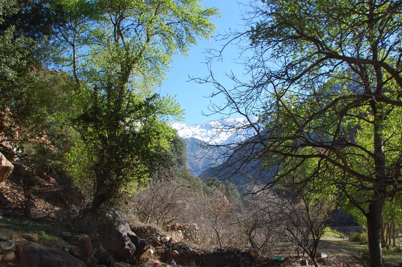 beauty in nature, marroc joins juncadella at, branch, landscape, 2K, scenics - nature, outdoors, land, forest, morocco, nature, growth, no people, sky