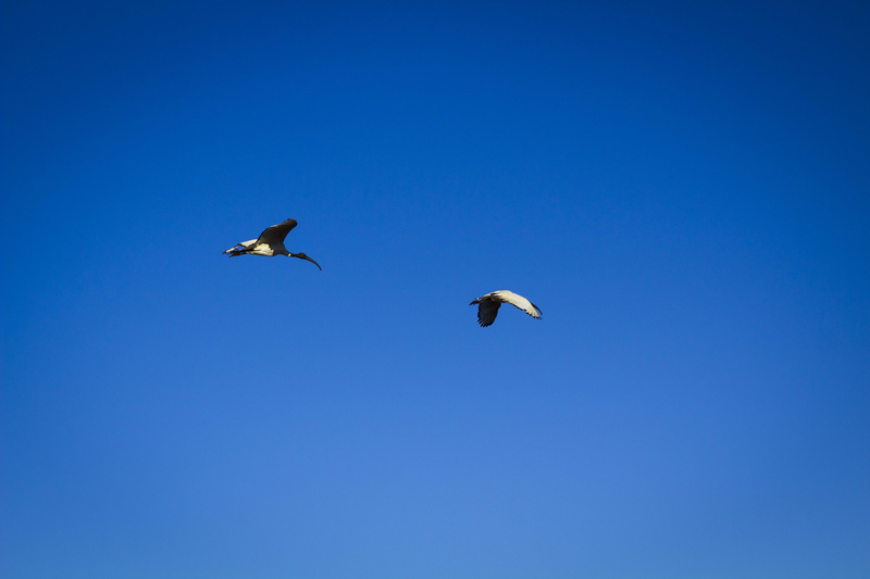 rubbish, landfill, 5K, clear sky, outdoors, african, nature, poor man, day, poor, animal, scavenger, beauty in nature, two animals, klerksdorp, flying