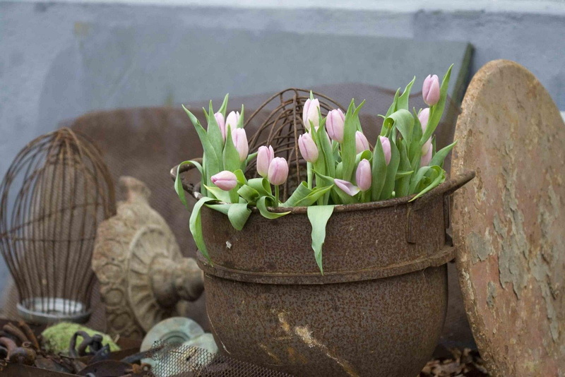 freshness, green color, potted plant, 720P, Landfill, succulent plant, cactus, no people, flower, Rust, beauty in nature, Flowers, Pot, flowering plant