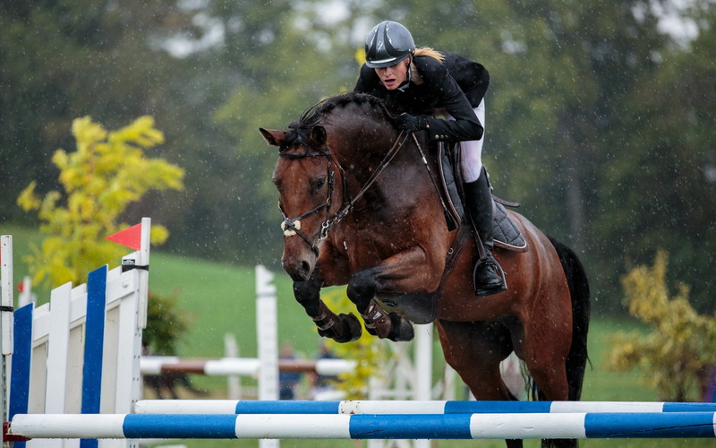 black, horse racing, animal head, show, brown, Other, vertebrate, pets, Sports, one person, 2K, jump, domestic animals, animal, jockey, competition, animal wildlife