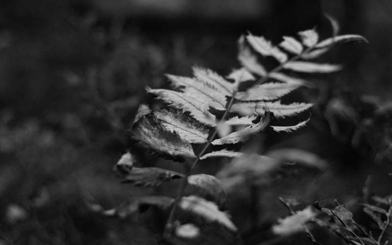 animal, agaric, mushroom, tree, black, background, autumn, bandw, nature, plant, growth, coniferous tree, photography, 4K, black and white, cricket insect