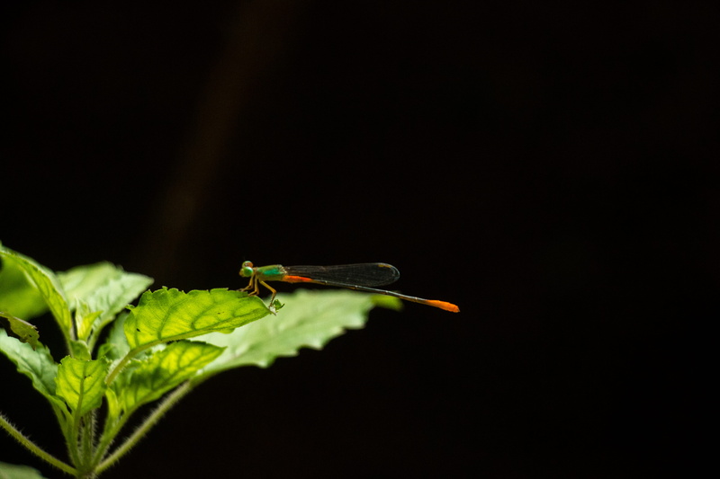 5K, nature, fly, plant, outdoors, animal themes, close-up, copy space, leaves, leaf, bug, insect, geranium, green, animal body part, one animal, no people