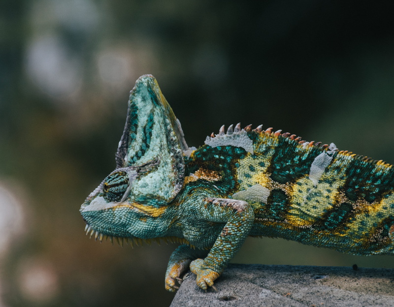 yellow, rock, focus, close-up, reptile, focus on foreground, invertebrate, water, iguana, lizard, usa, one animal, photography, gecko, selective, solid