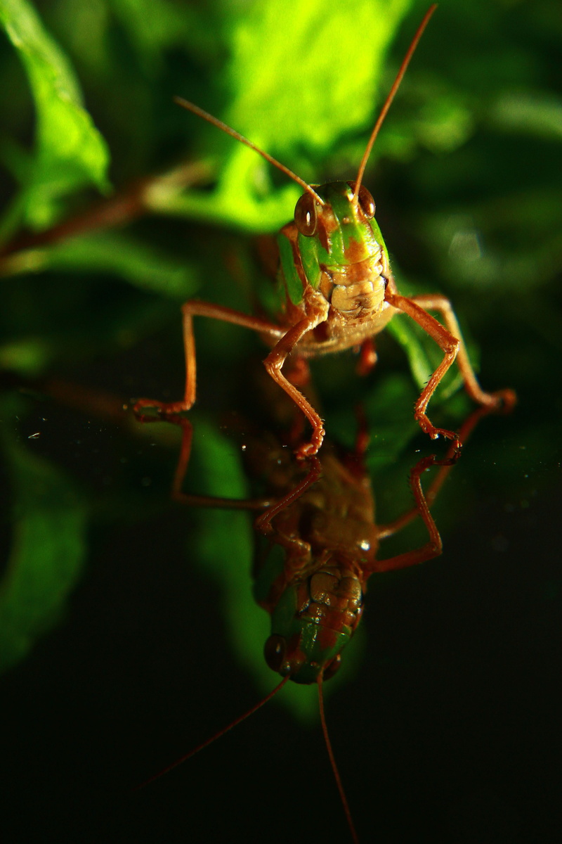 locust, animal themes, antenna, background, Insect, bug, leg, Animal, arachnid, cricket, summer, one animal, animal antenna, selective focus, day, small