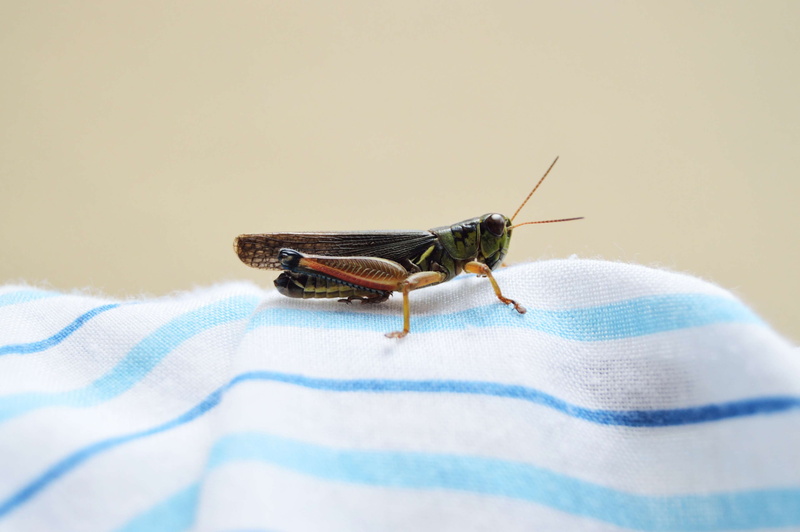 environment, animal wildlife, background, fly, animal, day, grasshopper, daylight, image, animal themes, antenna, 4K, macro, green, no people, shadow