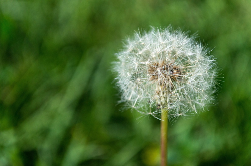 bulgaria, no people, flower head, fluffy, fragility, invertebrate, grass, sofia, inflorescence, cricket insect, positive emotion, close-up, beauty in nature