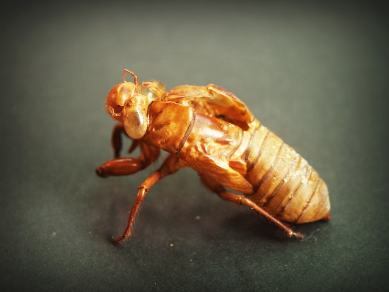 slough, animal, cycle, insect, creepy, crustacean, zoology, natural, detail, bug, closeup, wild, magnify, summer, no people, crawl, white, close, bark