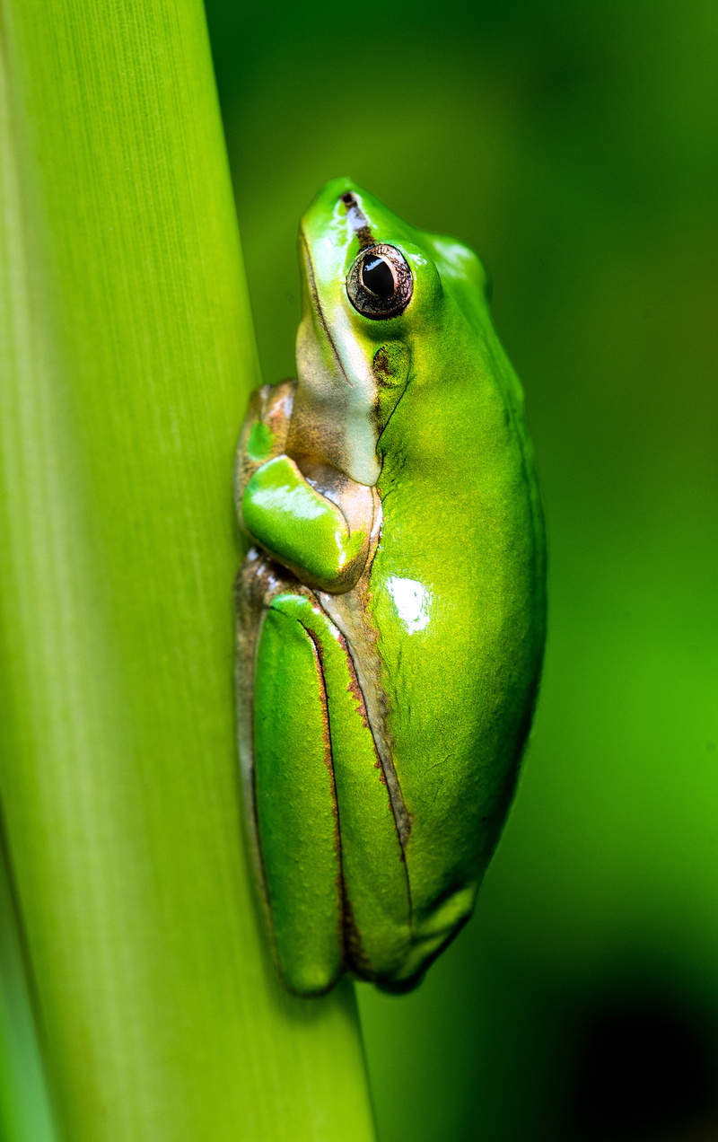 selective focus, cricket insect, backgrounds, animal, animal backgrounds, no people, cairns, litoria bicolor, animal eye, 4K, close-up, animal body part