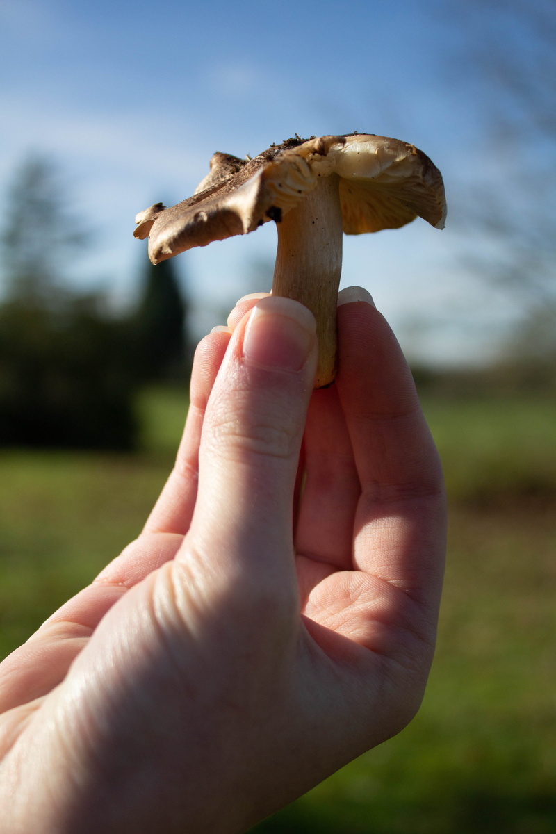 body part, invertebrate, holding, mâche, amanita, real people, lifestyles, agaric, food and drink, animal, nail, phone background, green, person, fungus