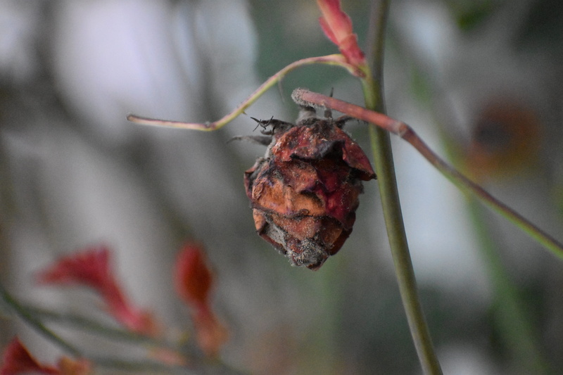 rse, animal, food and drink, outdoors, finch, healthy eating, no people, growth, animal wildlife, one animal, 5K, andrena, animals in the wild, bee, photography