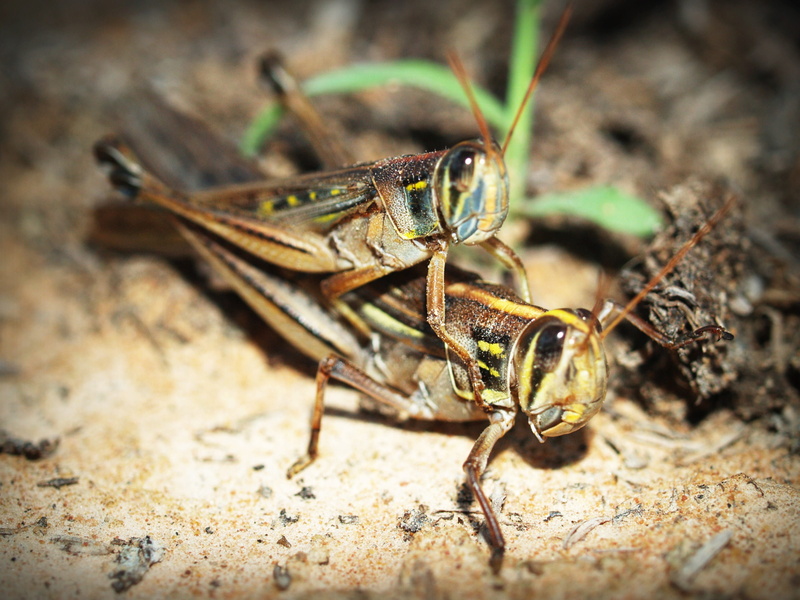 animal wildlife, wild, insect, animal, antenna, mating, plant, animals, no people, blur, nature, wildlife, sunlight, animal body part, day, invertebrate