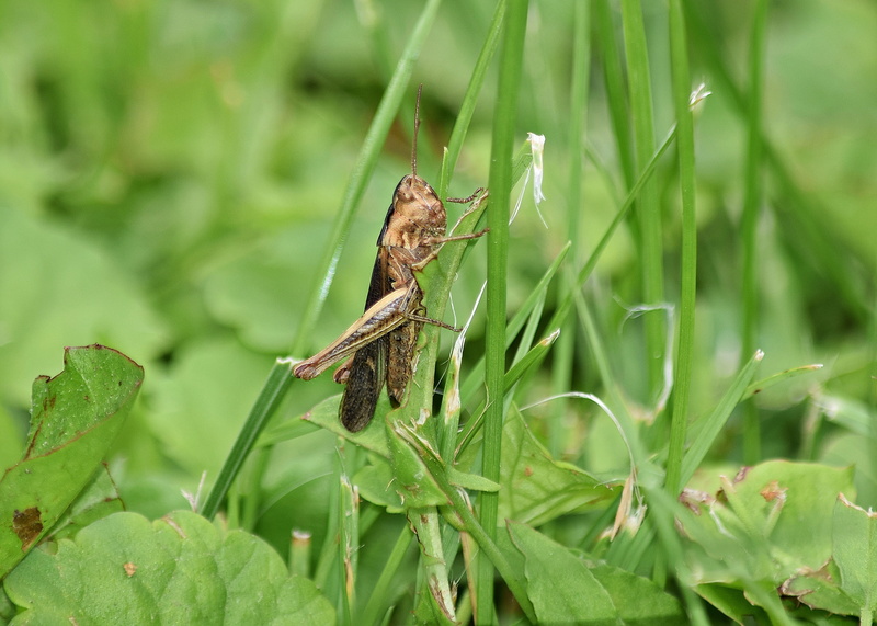 close-up, focus on foreground, one animal, green, plants, nature, leaf, invertebrate, grass, grasshopper, konik, no people, selective focus, antennae, outdoors