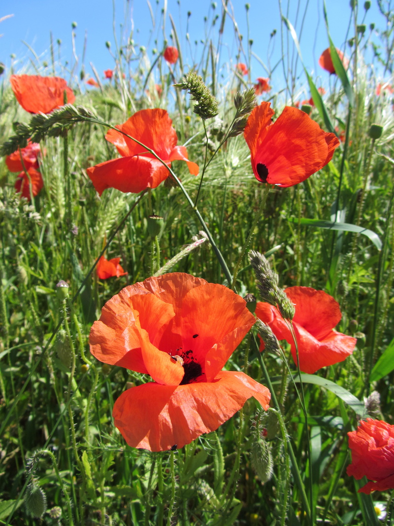 asteraceae, orange color, vegetation, petal, plant, flower, outdoors, red, freshness, flower head, nature, rose, orange, geranium, 4K, grassland, grass