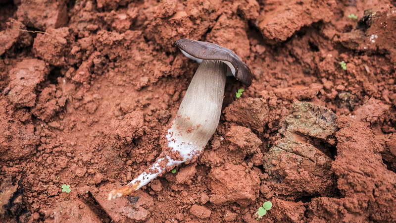 no people, tool, sprout, ground, cricket insect, field, land, red, one animal, day, archaeology, invertebrate, mammal, amanita, plant, agaric, mushroom