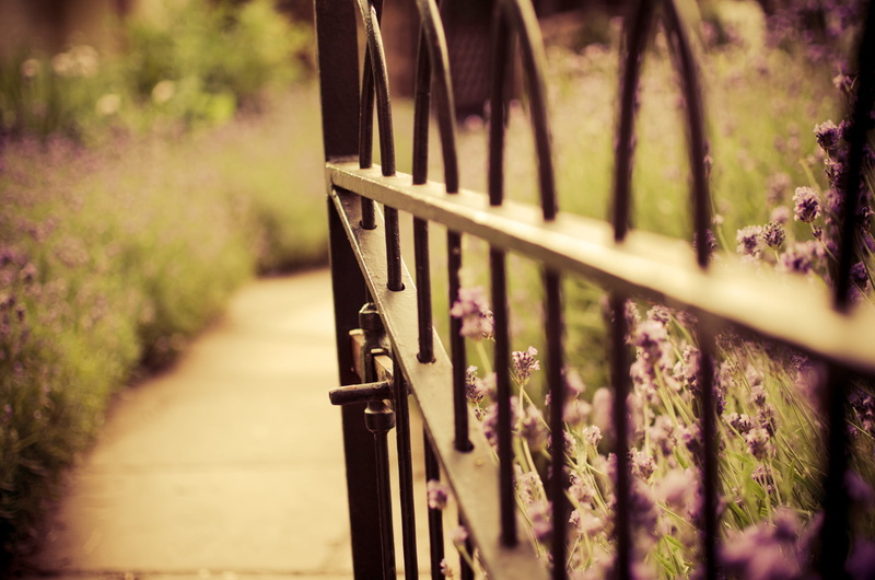 protection, footpath, sunlight, fence, lavender, architecture, metal, built structure, 1080P, blur, nature, selective focus, security, barrier, wrought iron