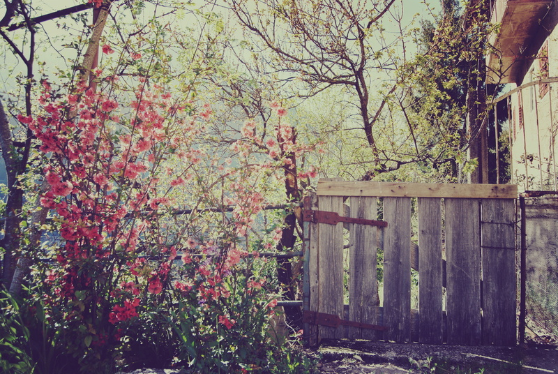 outdoors, near, autumn, old-fashioned, summer, season, spring, flowering plant, leaf, nature, green Color, branch, wood - Material, pink, beauty In Nature